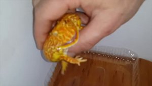 Лягушка Рогатка PACMAN клубничная