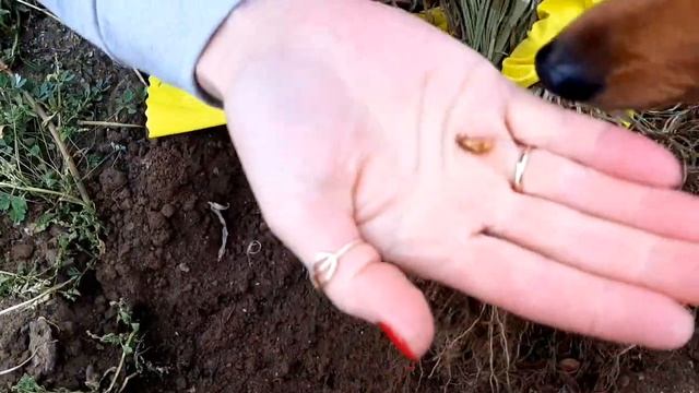 ЗЕМЛЯНОЙ ОРЕХ ЧУФА, вкусная новинка! опыт и советы по посадке, выращиванию и уходу от Ани