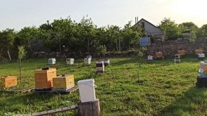 Сколько и когда можно зарабатывать на пчеловодстве
