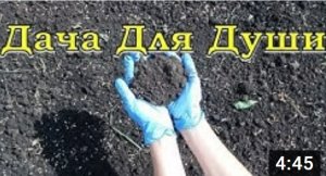Как определить КИСЛОТНОСТЬ ПОЧВЫ?