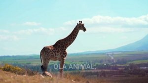 learn cute farm animal sounds: elephant, cow, duck, chicken, horse, wild animal sounds