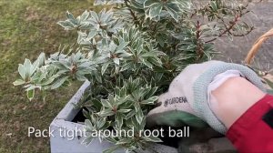 Little Heath Pieris, Planted In Container March 17