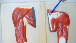 Хрупкость рук и никакого мошенничества. Болевые точки на руках которые вы обязаны знать.