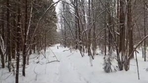 Нахаживание молодой лайки по кунице.