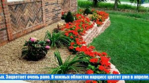 Какие цветы и растения посадить вдоль дорожки на даче, чтобы было красиво