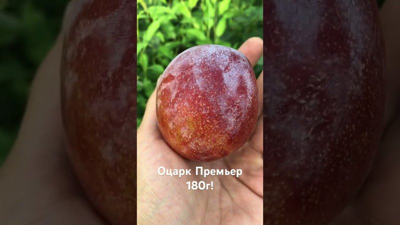 Диплоидная слива Оцарк Премьер -Агро Сад 2023