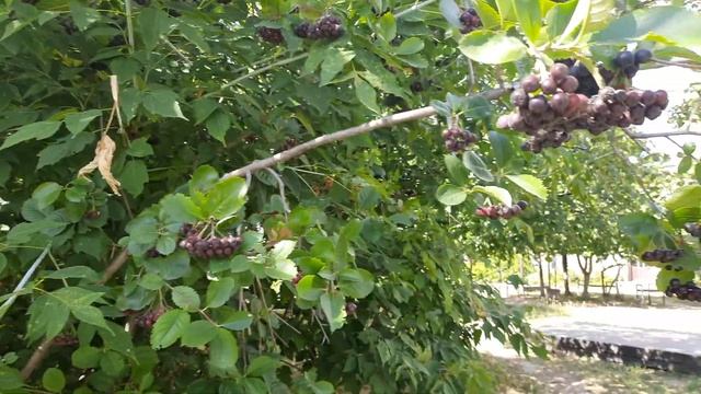 Черноплодная рябина смотреть онлайн