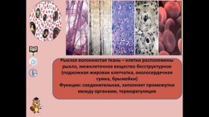 Ткани человека