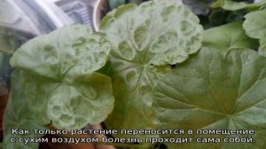 Болезни пеларгонии
