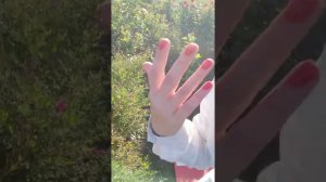 бэйби Кримсон спрей миниатюрные розы rosebushes.ru