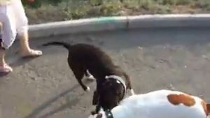 Стаффы на прогулке