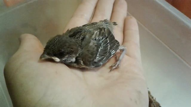 Птенец воробья растёт в домашних условиях. Луни уже 9 дней.