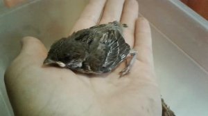 Птенец воробья растёт в домашних условиях. Луни уже 9 дней.