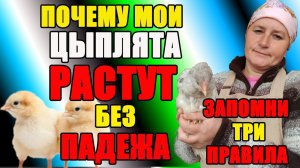 Почему мои цыплята РАСТУТ БЕЗ ПАДЕЖА - запомни три правила.