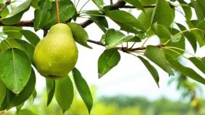 ГРУША  |  ПОЛЕЗНЫЕ  СВОЙСТВА