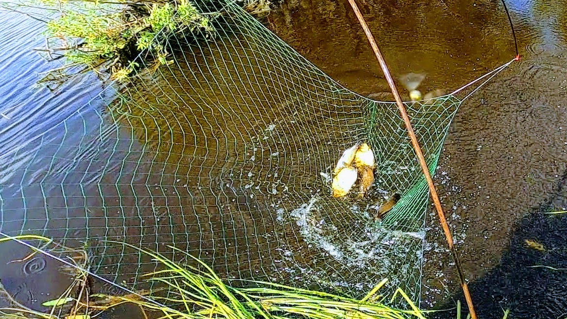 Рыбалка на паук! Огромные караси в болотном ручье! Рыбалка 2021! смотреть онлайн