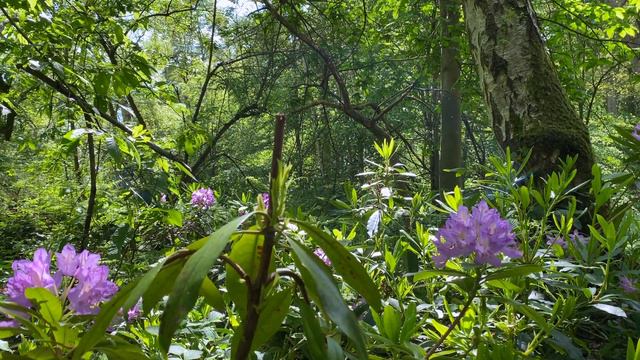 Bees collecting poisonous nectar | Free Footage for MOAH Members смотреть онлайн