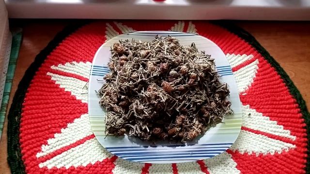 Василек луговой. Друг почек и природный косметолог.