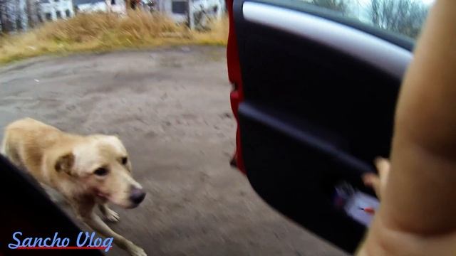 #11 - ближний свет, корабли, пёс-вонючка смотреть онлайн