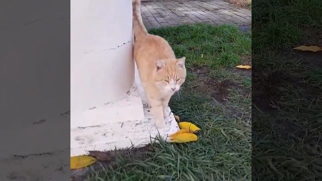 Целая баранья нога в тандыре 2021 смотреть онлайн