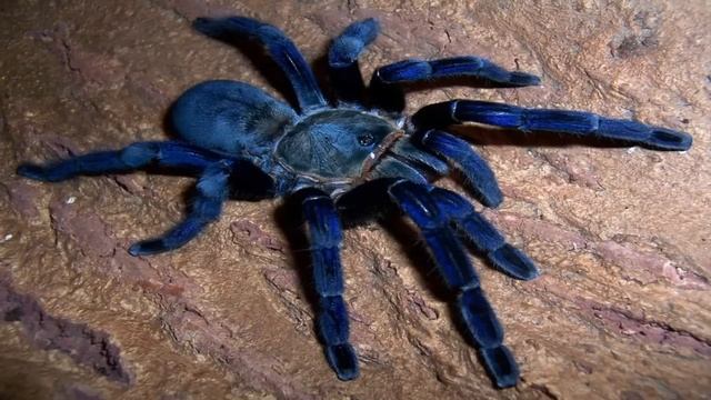 Ice spiders. Pterinopelma sazimai. Сазимай птицеед. Паук птицеед sazimai. Птицеед гаплопельма ливидум (Haplopelma lividum.