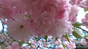 Сакура. Sakura.さくら.小樱