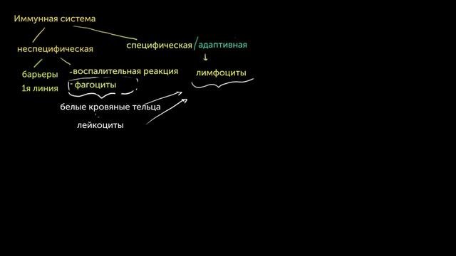 Типы иммунных ответов: врожденный и адаптивный. Сравнение гуморального и клеточного иммунитета