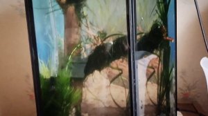 Запускаю аквариум для петушка