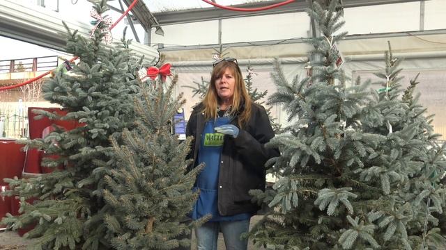 Fat Albert a Great Choice for the Urban Landscape and as a Living Christmas Tree смотреть онлайн