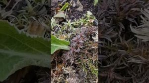 Как вышла из зимы моя #наперстянка.