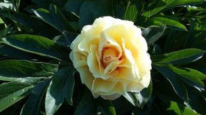 Пион CANARY BRILLIANTS 18.05.2015