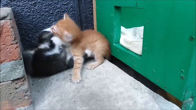 Cat love. Playful kittens. Кошачья любовь. Игривые котята. смотреть онлайн