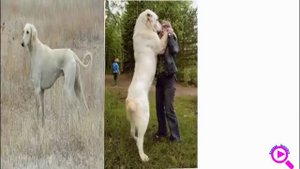 Собака друг человека. Тайган, Алабай, Тазы. Собаки в Средней Азии