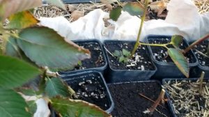 Подготовка укоренненых макушек ежевики к зимовке.