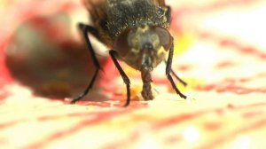 Учим животных на русском  и английском Лев Тигр Корова Утка Осьминог Познавательное видео для детей