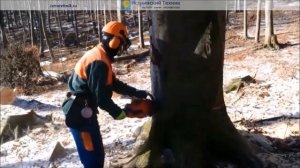 Спиливание и удаление деревьев, пней и кронирование