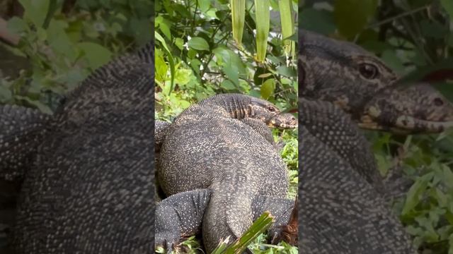 Огромные вараны в 5⭐️ отеле в Таиланде | Angsana Laguna Phuket | Пхукет | Затерянные в путешествии