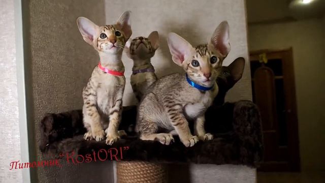 Ориентальные котята.