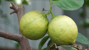 Лимонарий с экскурсией посетили новоуренгойские ветераны