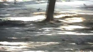 Наташинский  парк. Люберцы.  День физкультурника. Бродячие собаки. Безопасность. Дети.