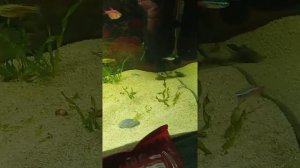 100 литровый аквариум.Какие удобрения лучше добавлять???