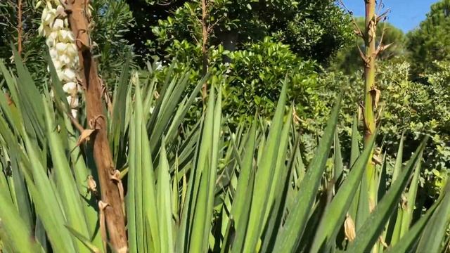 Юкка нитчатая - редкое растение в сибирском саду. смотреть онлайн