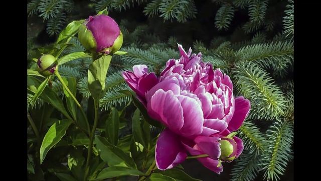 Клумба с пионами смотреть онлайн