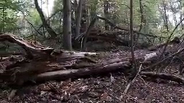 ОТОРВАЛИ ЕГО ПРОБИРАЯСЬ ДО МЕСТА. СТАРИННЫЕ НАХОДКИ смотреть онлайн