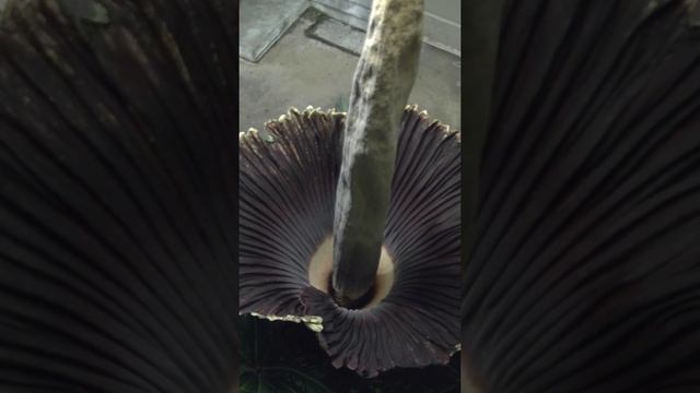 Titan Arum from above @1:50 смотреть онлайн