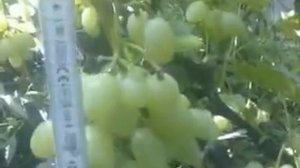 Виноград Виктория белая(Виктория румынская,Вива-айка)