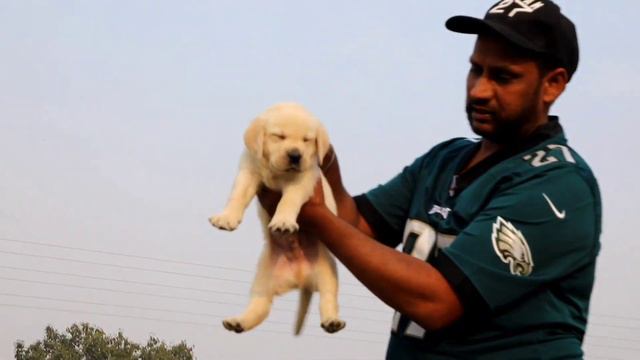 kharoud kennel || Famous and popular dogs || Germany shepherd, Labrador, husky, golden retriever смотреть онлайн