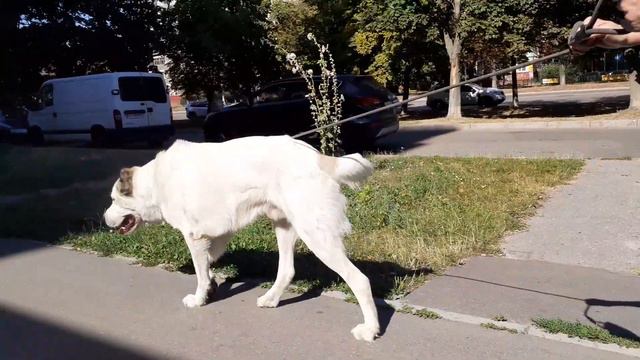 17.08.23 Алабай Булат вернулся в город смотреть онлайн