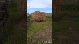 лошадка вся в работе, тянет воз сена #лошади #кони #сено