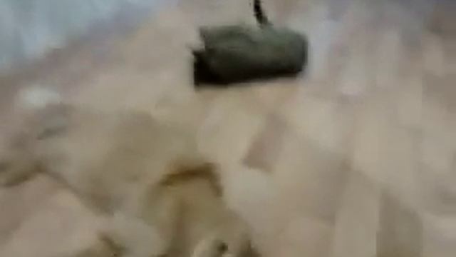 Коты под валерьянкой :) смотреть онлайн